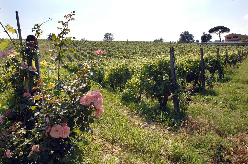 Agriturismo Buon Riposo - Country Resort In The Heart Of Tuscany San Giovanni a Corazzano Eksteriør billede